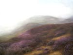 Bolton Abbey Heather